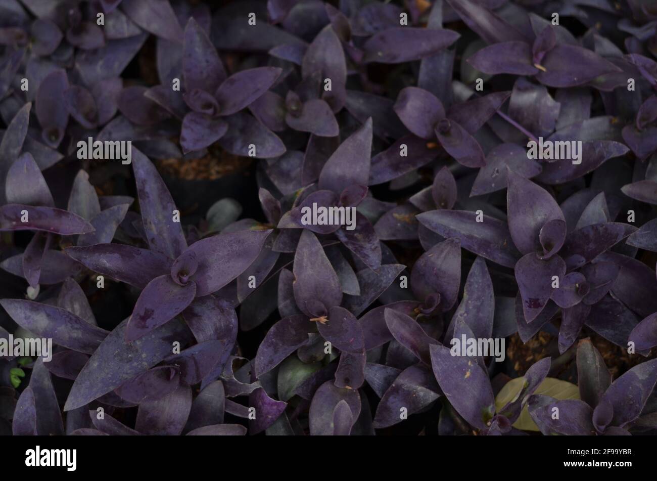 A bunch of purple flowers. Stock Photo