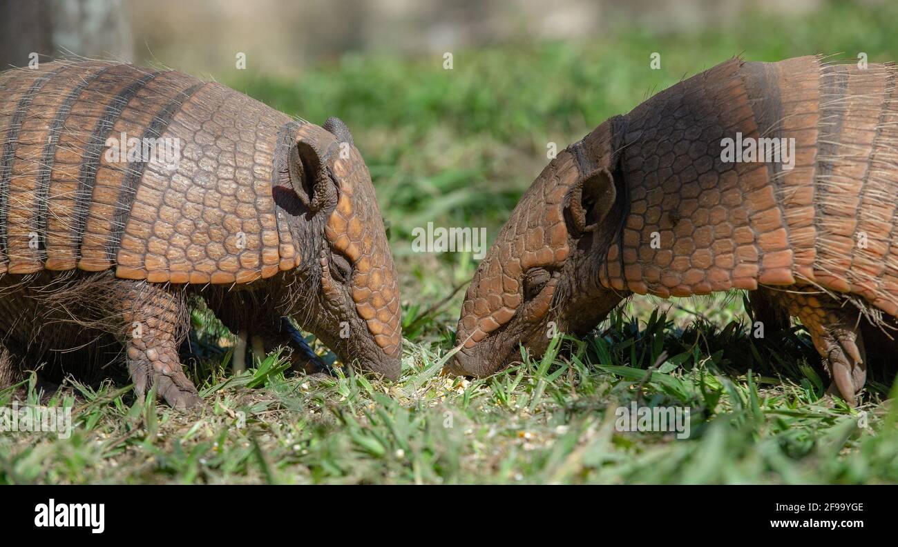 Seven-banded armadillos eating in Brasil, Pantanal - close up shot Stock Photo
