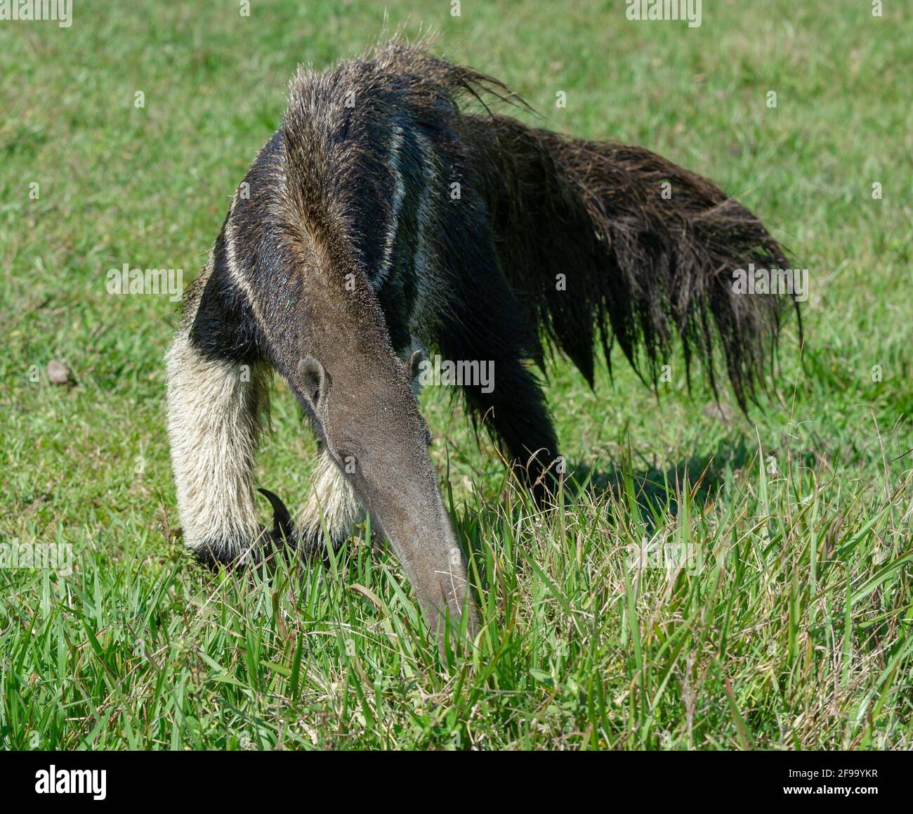 Verschrikking Nadenkend Ophef Giant Anteater looking into the camera - taken with wide angle lens Stock  Photo - Alamy