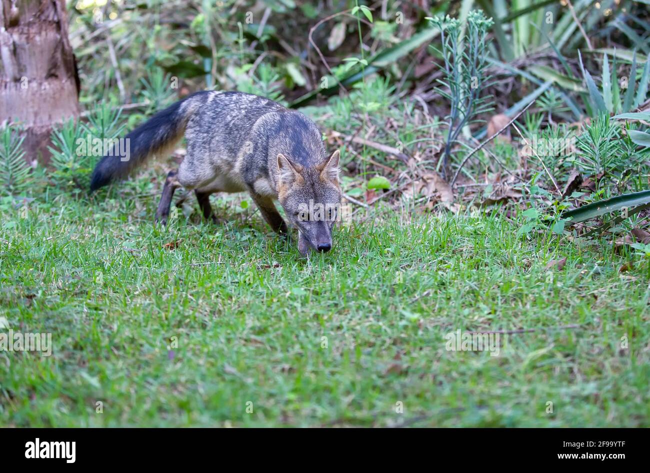 Crabeating Fox in Brasil, Pantanal Close up shot Stock Photo Alamy