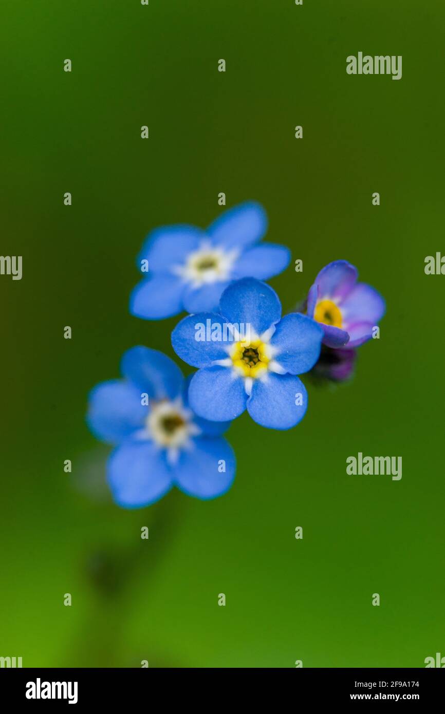 Spring Forget Me Not Stock Photo