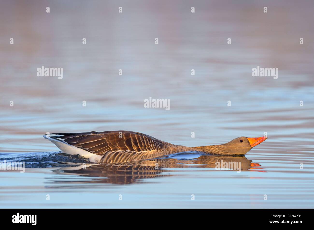 Greylag goose (Anser anser) swims in a pond, spring, Hesse, Germany Stock Photo