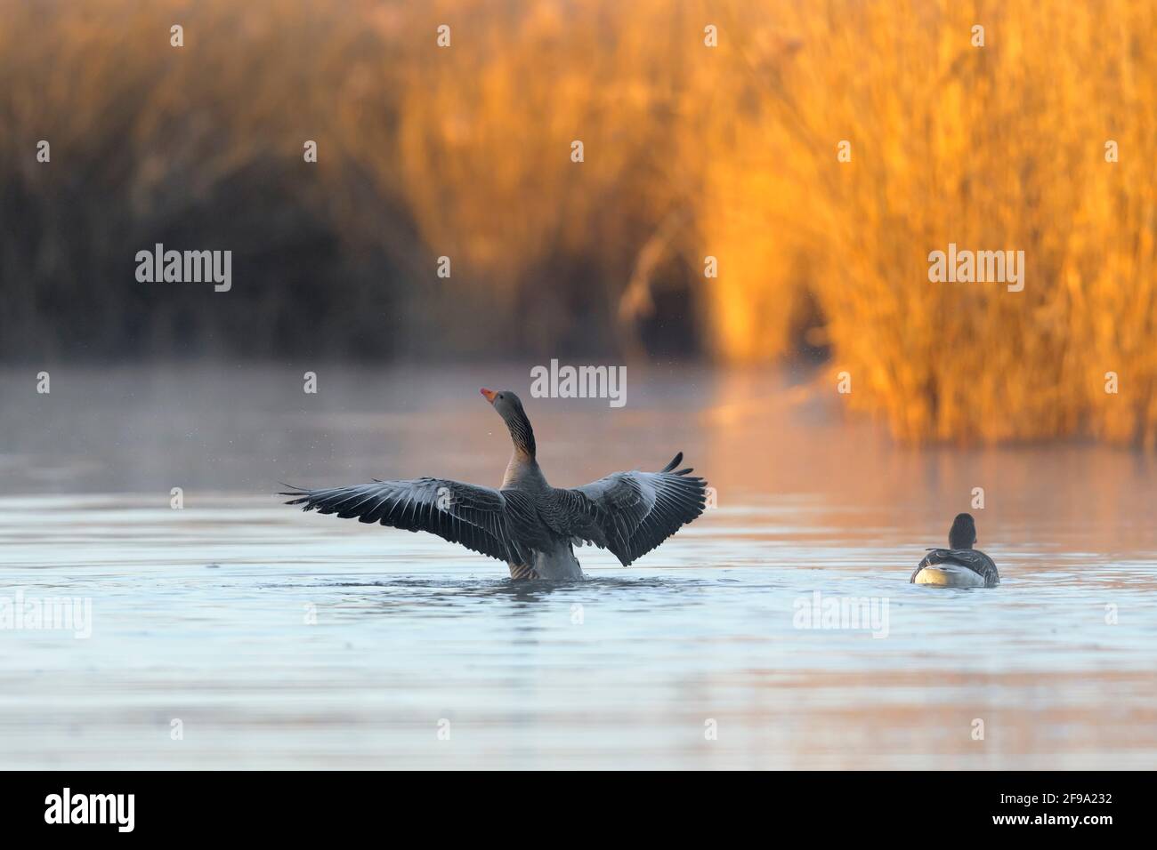 Greylag goose (Anser anser) in the morning light flaps its wings in a pond, spring, Hesse, Germany Stock Photo