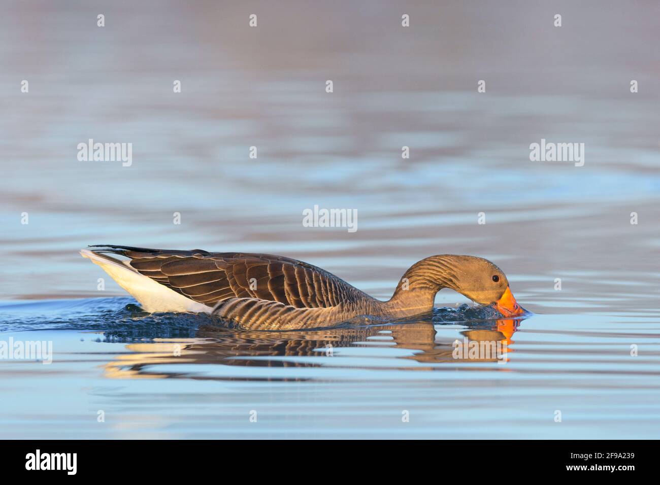 Greylag goose (Anser anser) foraging in a pond, spring, Hesse, Germany Stock Photo