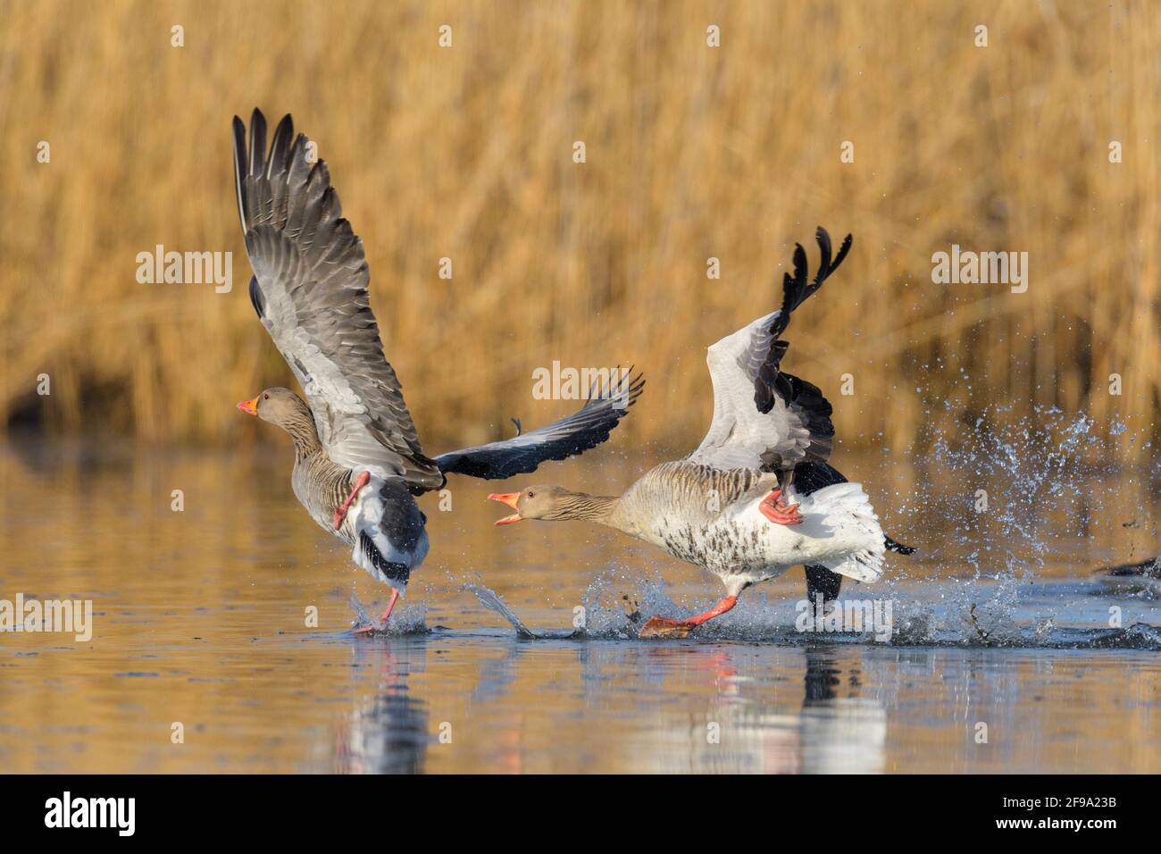 Territorial disputes between gray geese (Anser anser) in a pond, spring, Hesse, Germany Stock Photo