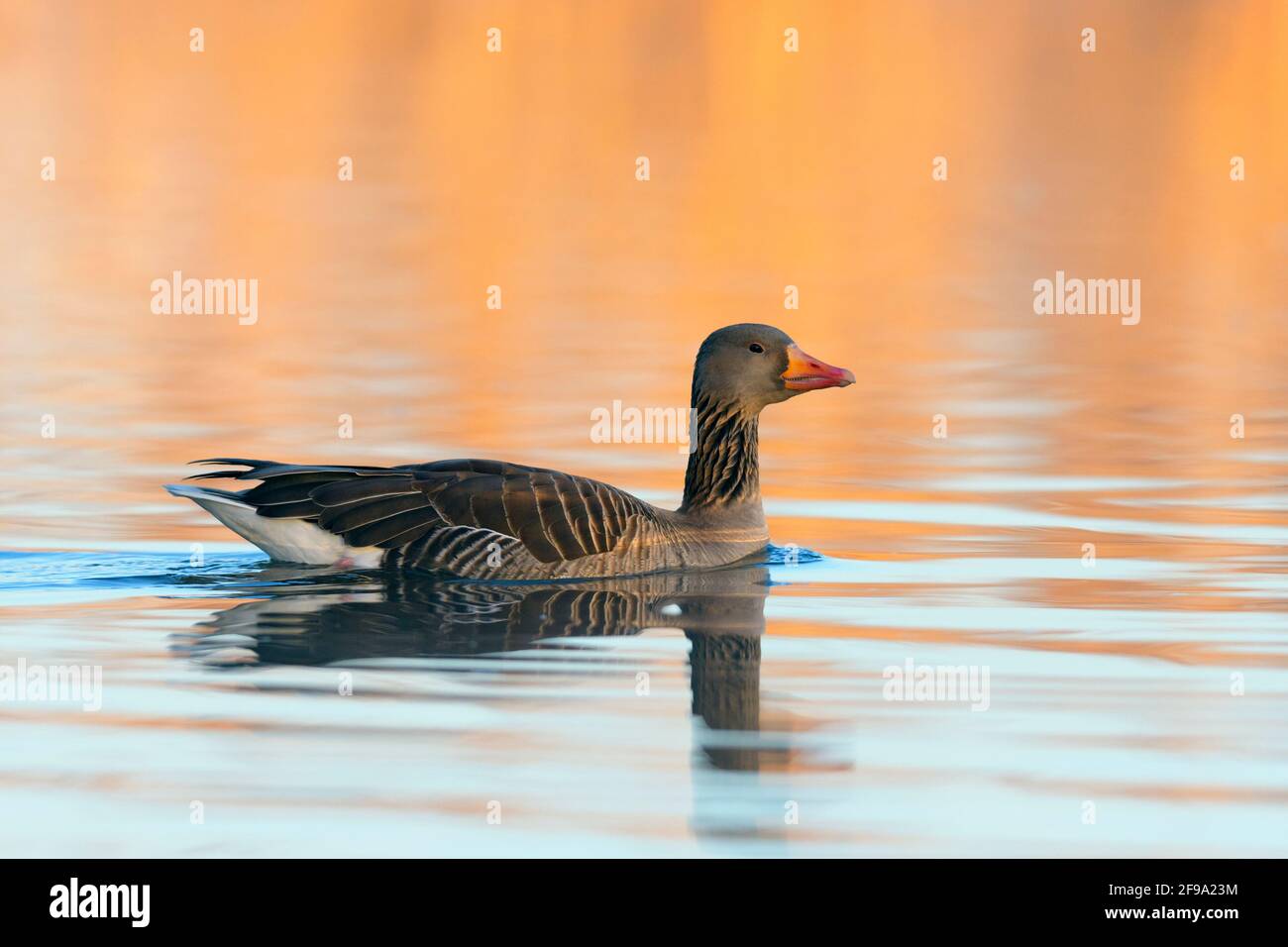 Greylag goose (Anser anser) in the morning light swims in a pond, spring, Hesse, Germany Stock Photo