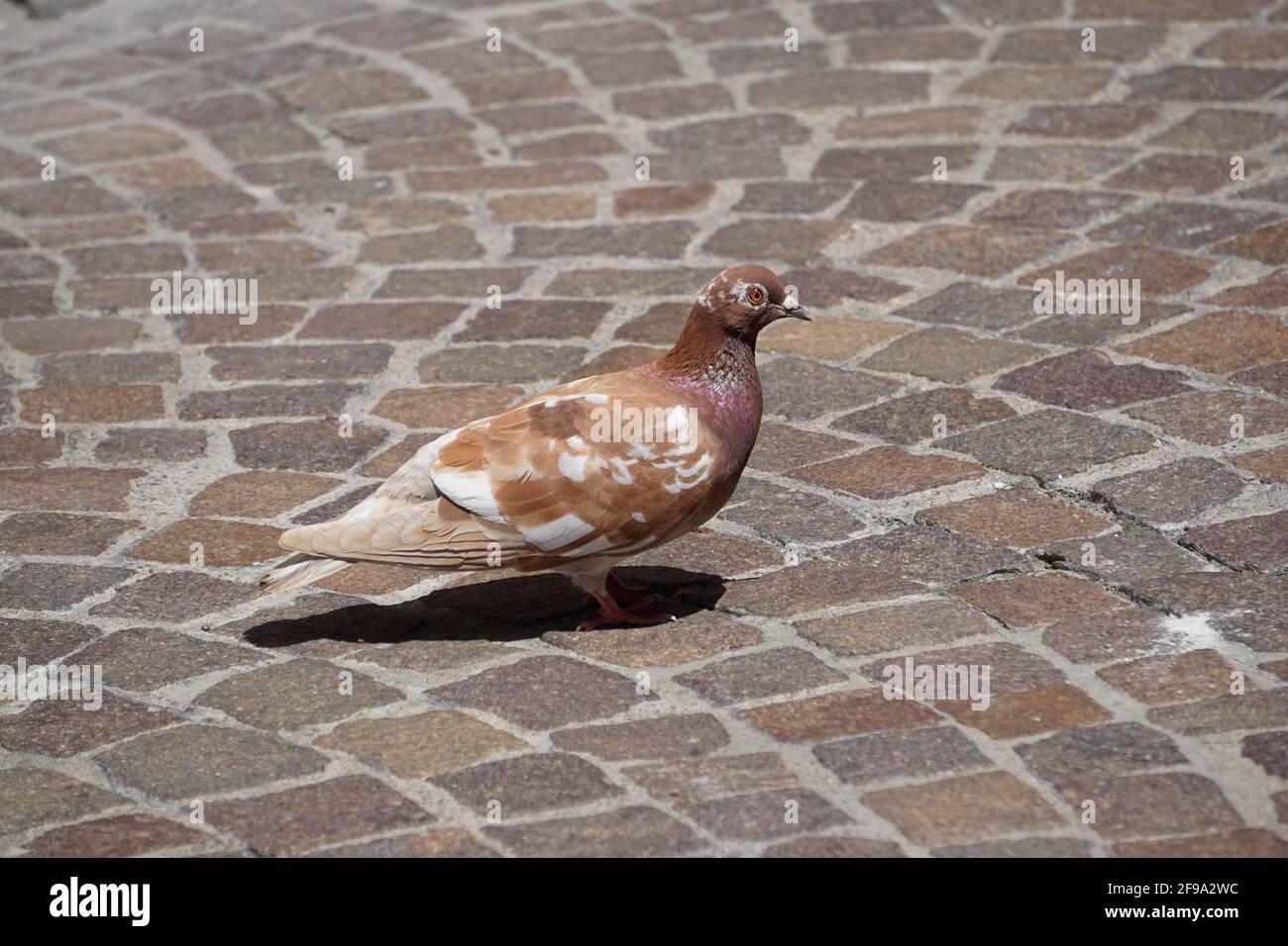 Brown And White Pigeon