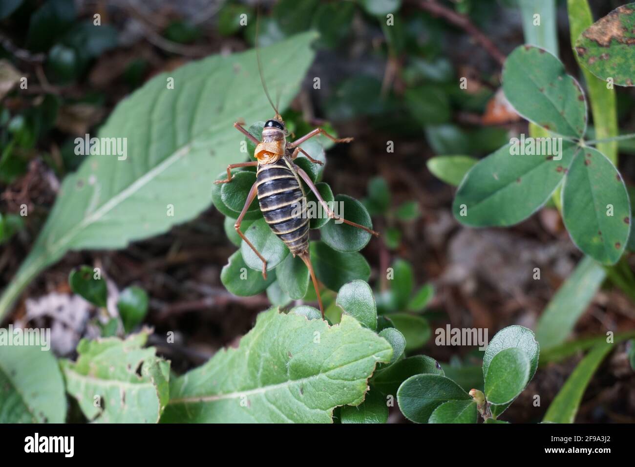 closeup of a colorful stripped cricket on foliage Stock Photo - Alamy