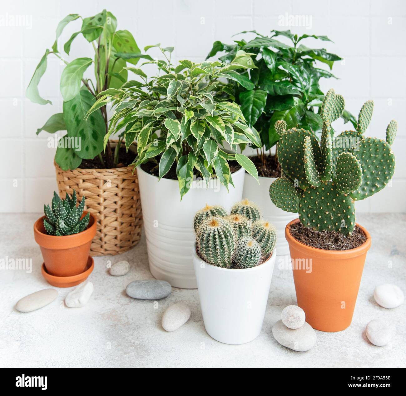 Houseplant and cactus at home. Different house plants on the table ...