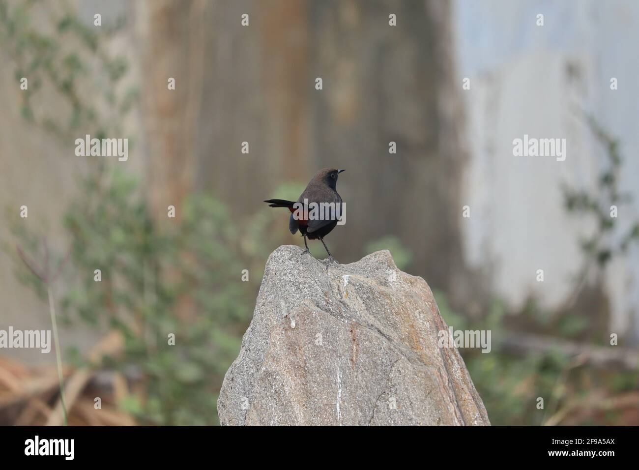 Close-up of A black bird perching on rock Stock Photo