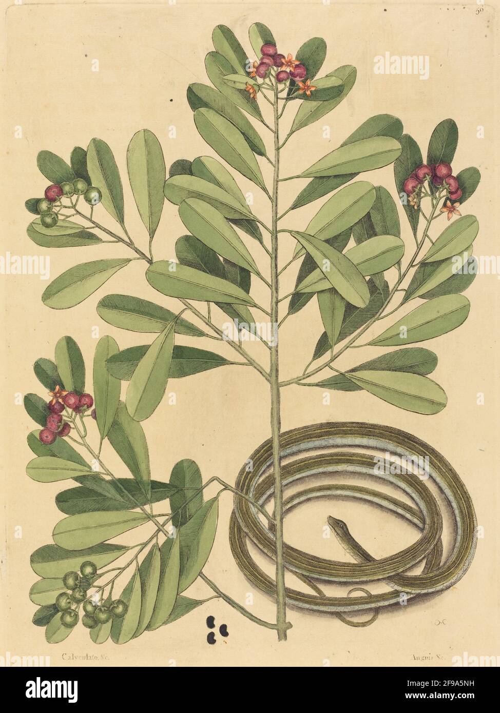 The Ribbon Snake (Coluber saurita), published 1731-1743. Stock Photo