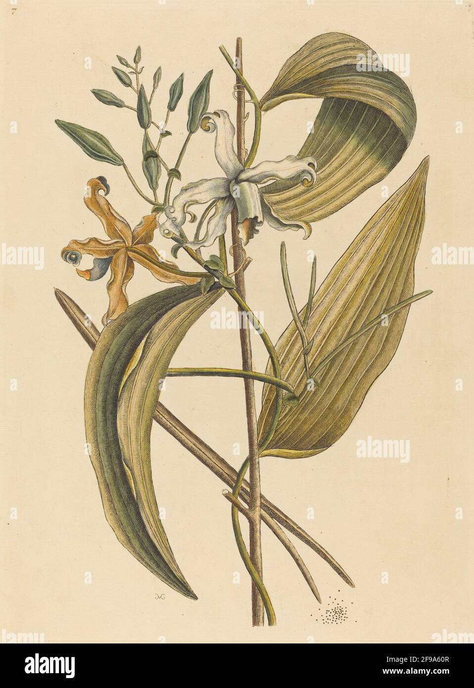 The Vanelloe (Epidendrum Vanilla), published 1731-1743. Stock Photo