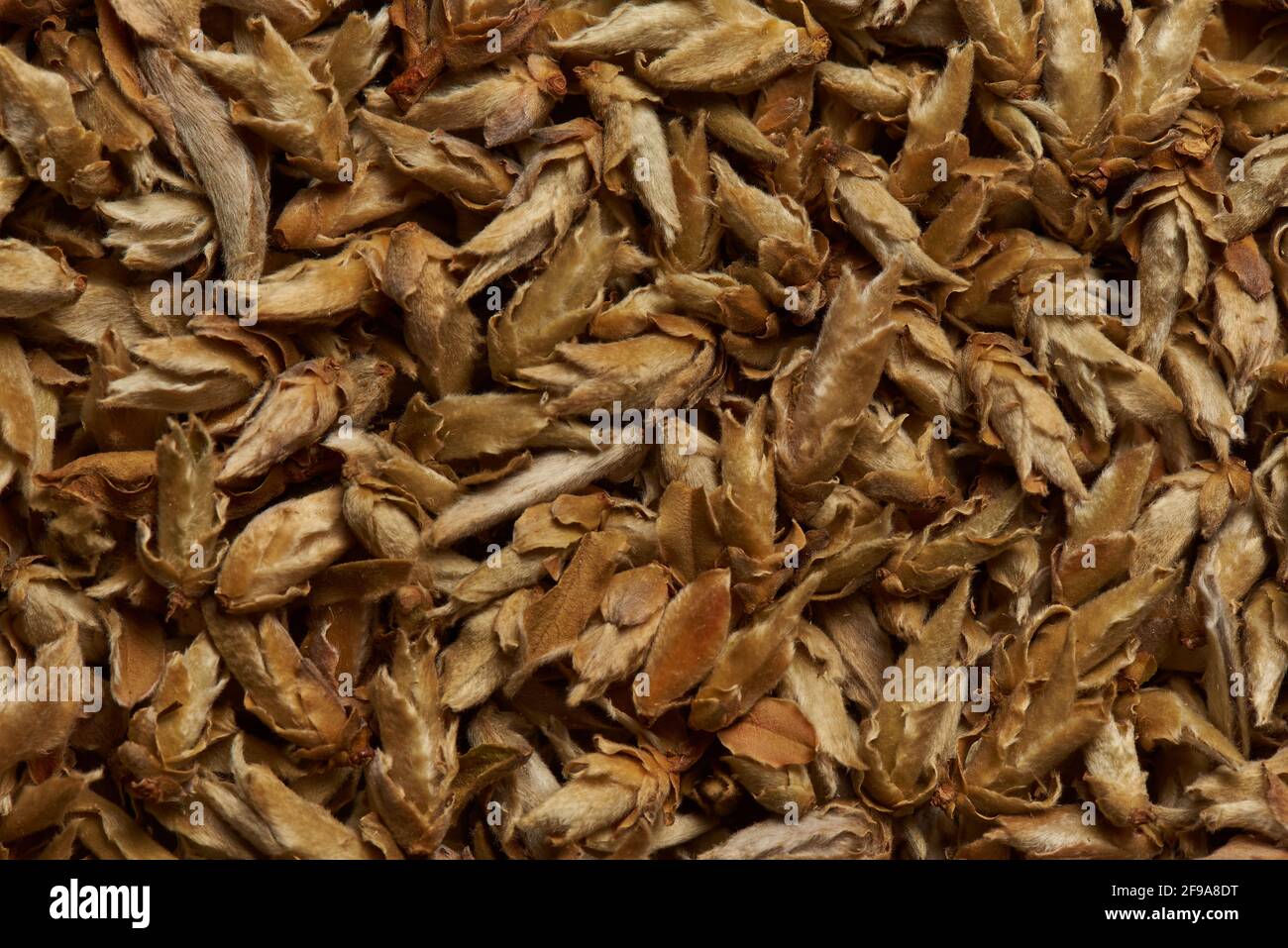 Sprouted green tea as a background. Stock Photo