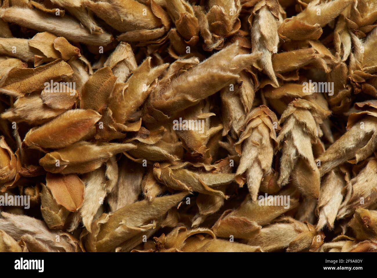 Germinate green tea as a background. Stock Photo