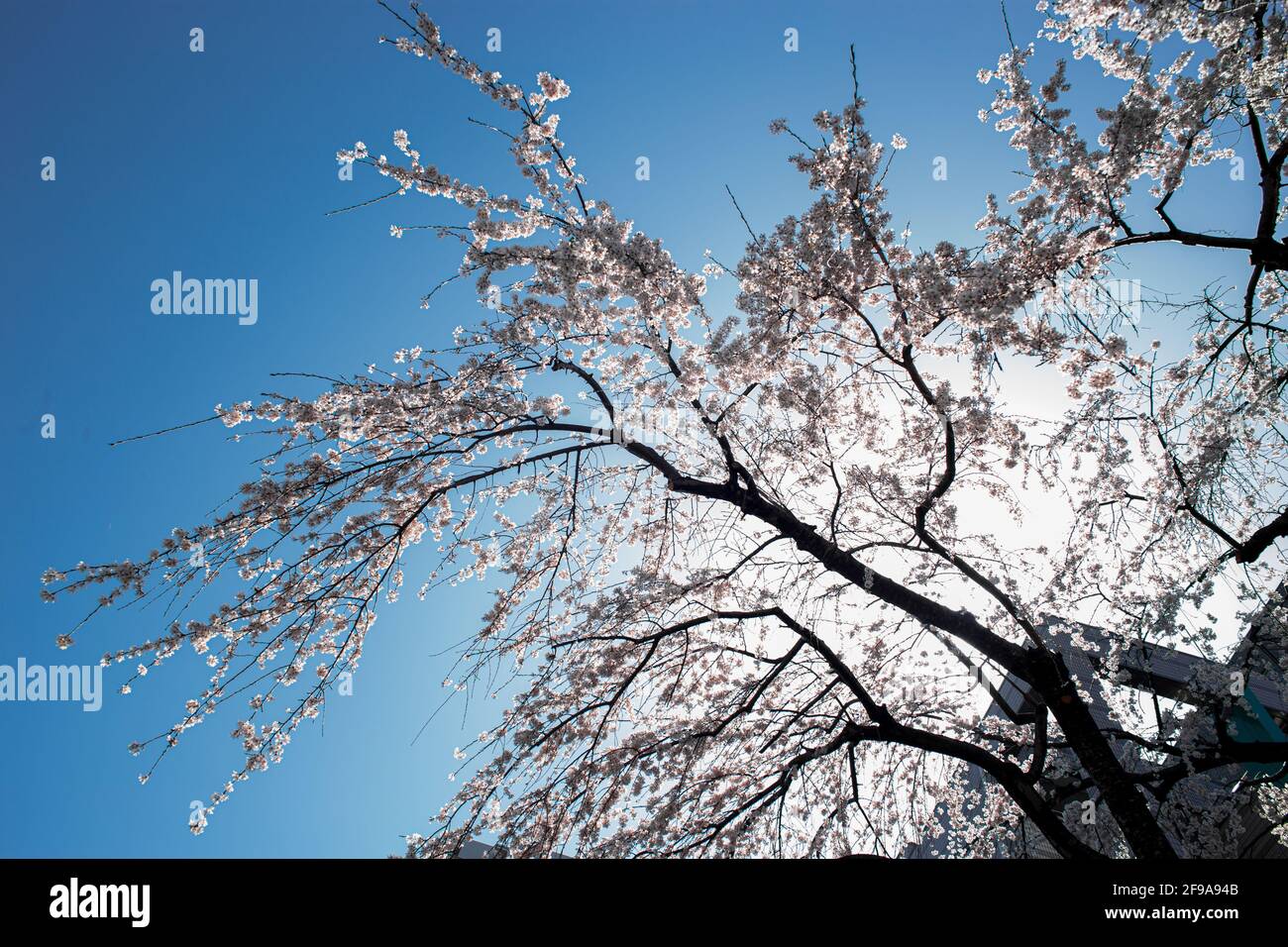 Shot of blossomed tree branches on blue sky background Stock Photo - Alamy