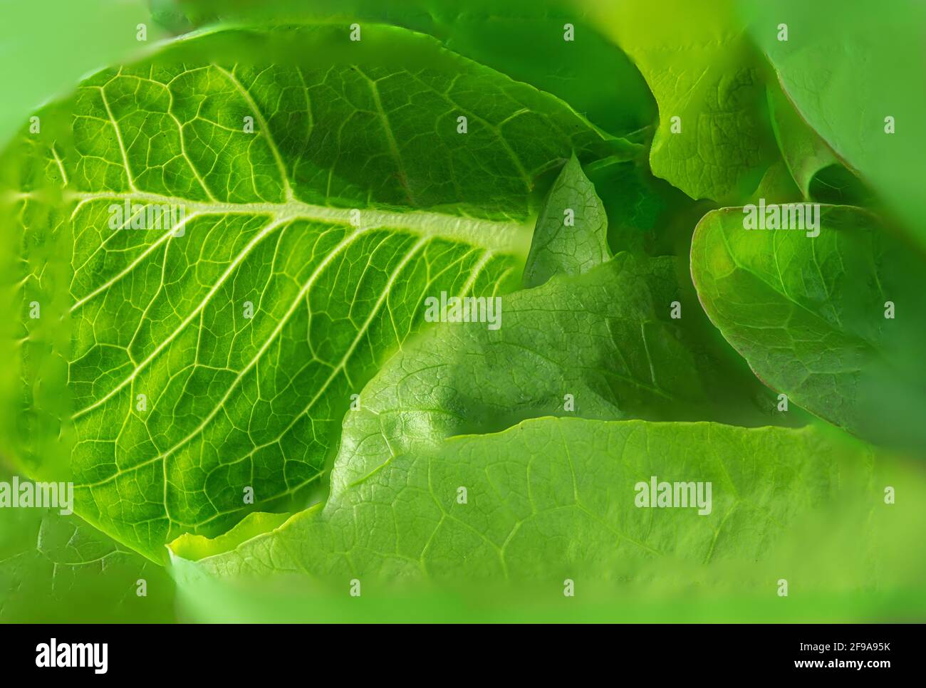 Fresh green Romaine Lettuce leaves as a textured background. Lettuce ...