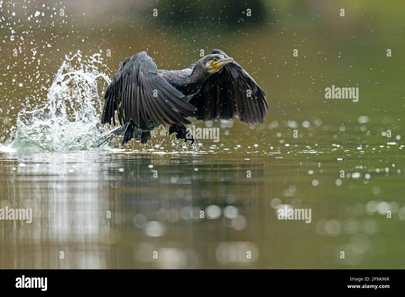 Great cormorant, (Phalacrocorax carbo) in the water, Germany Stock Photo