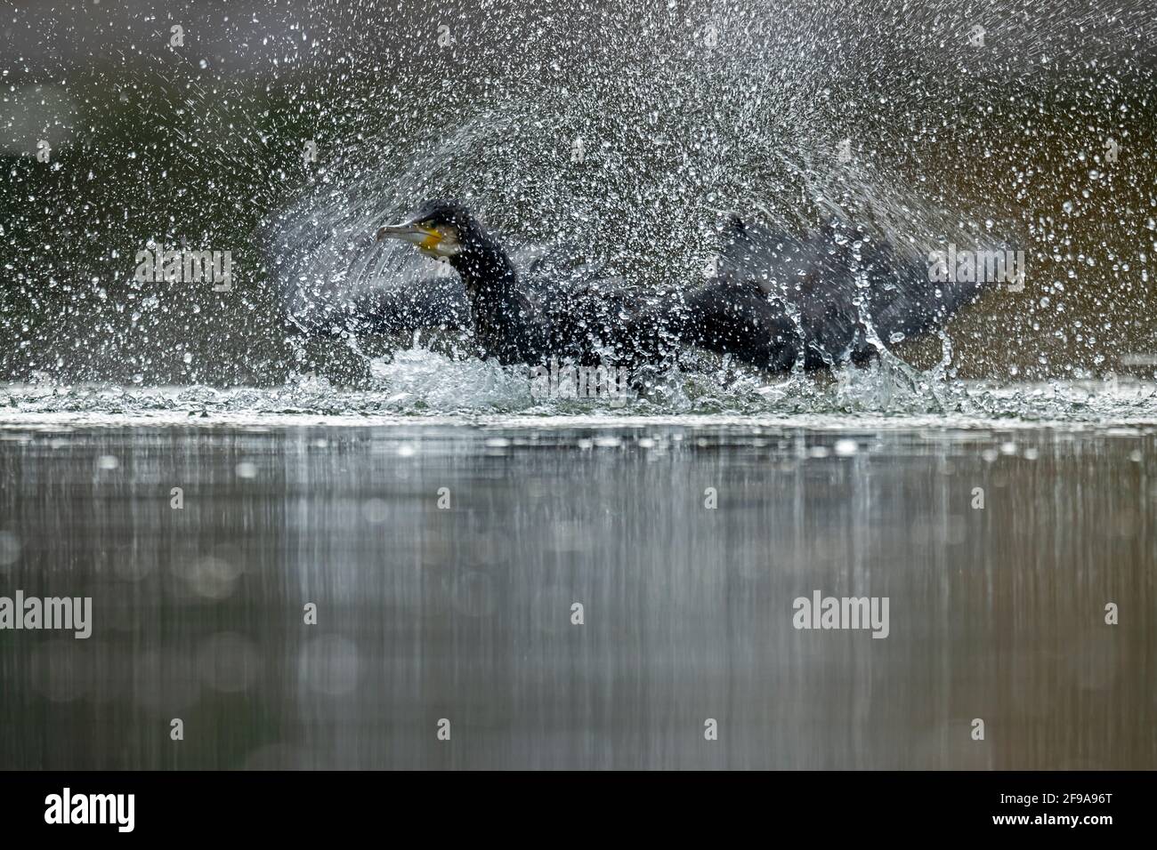 Great cormorant, (Phalacrocorax carbo) in the water, Germany Stock Photo