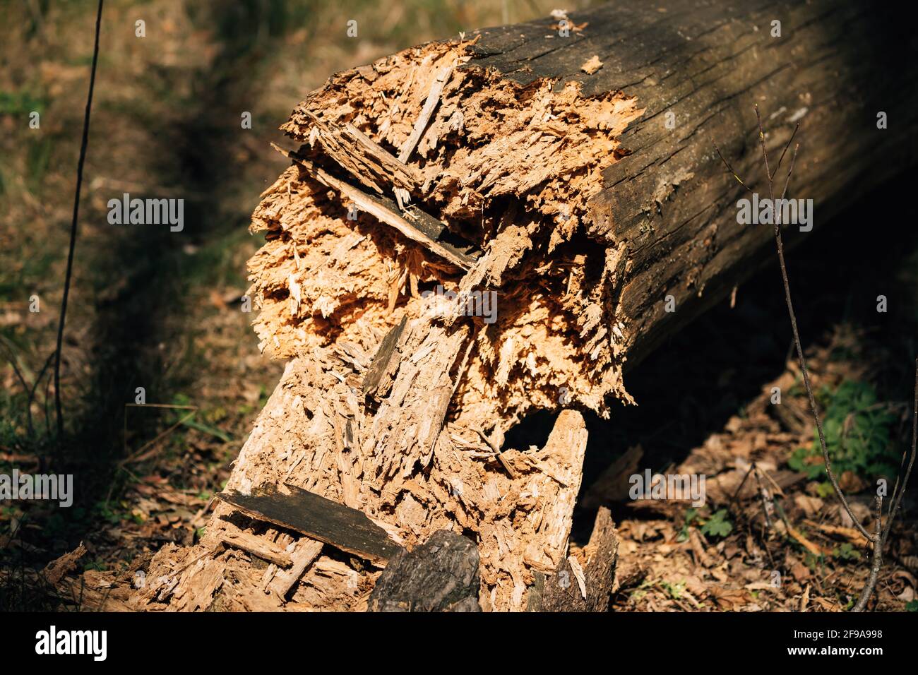Fallen Old Pine Tree Trunk. Windfall In Forest. Storm Damage. Fallen Tree In Coniferous Forest After Strong Hurricane Wind. Stock Photo