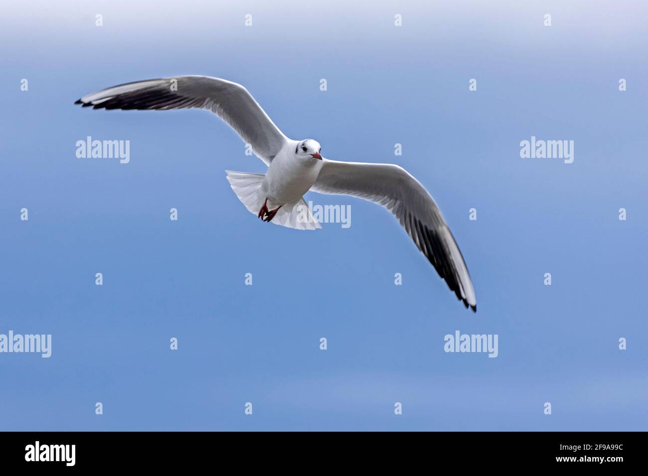 Black-headed gull (Larus ridibundus) in flight, Germany, Stock Photo