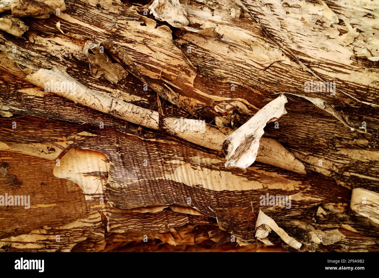 Close up of an Australian paper bark tea tree trunk Stock Photo