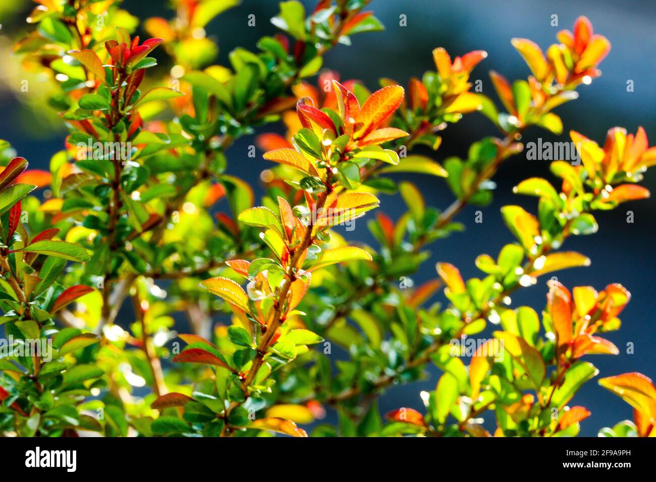 Garden, Bron, France Stock Photo - Alamy