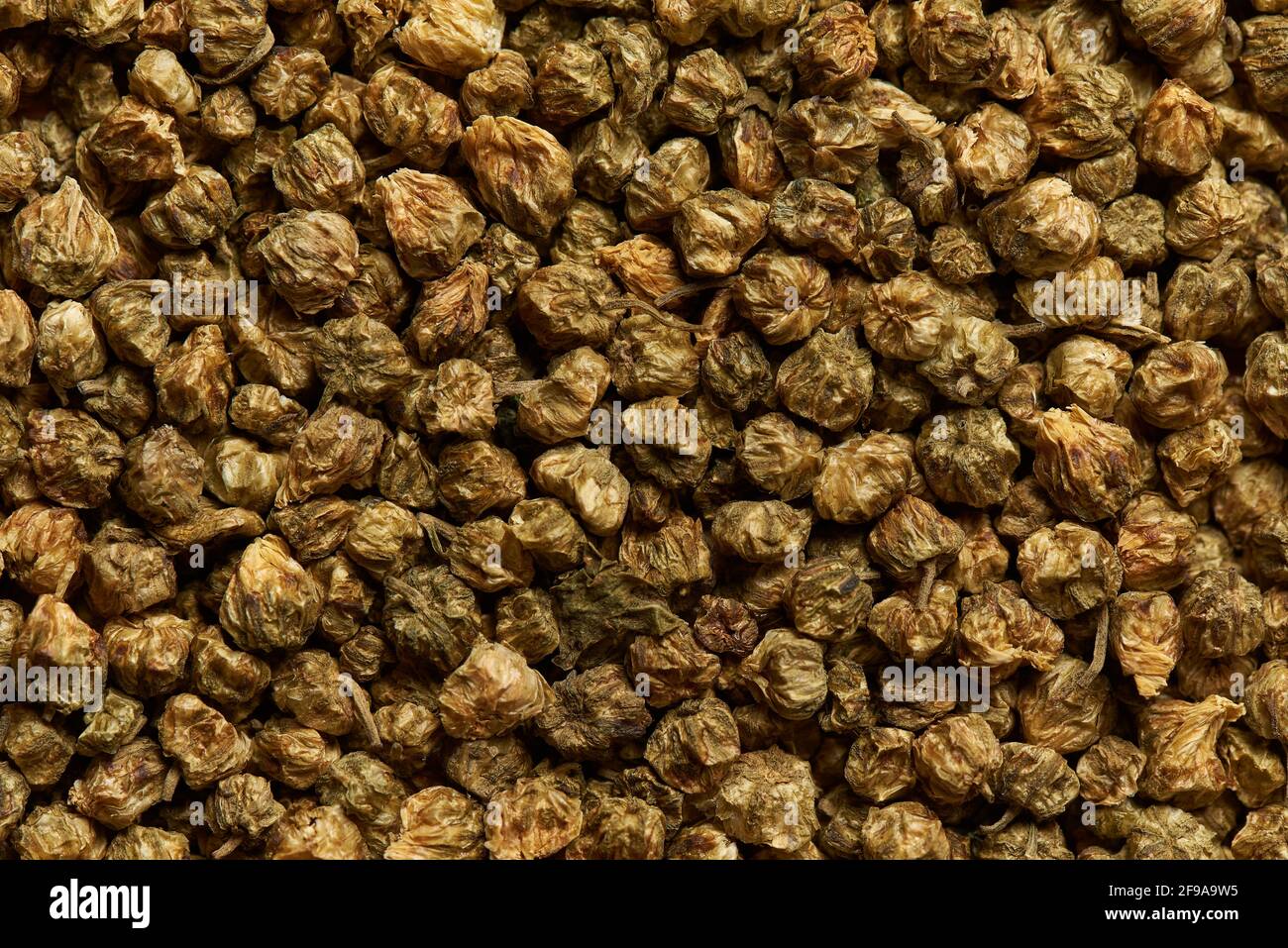 Dried chrysanthemum flowers as a background. Stock Photo