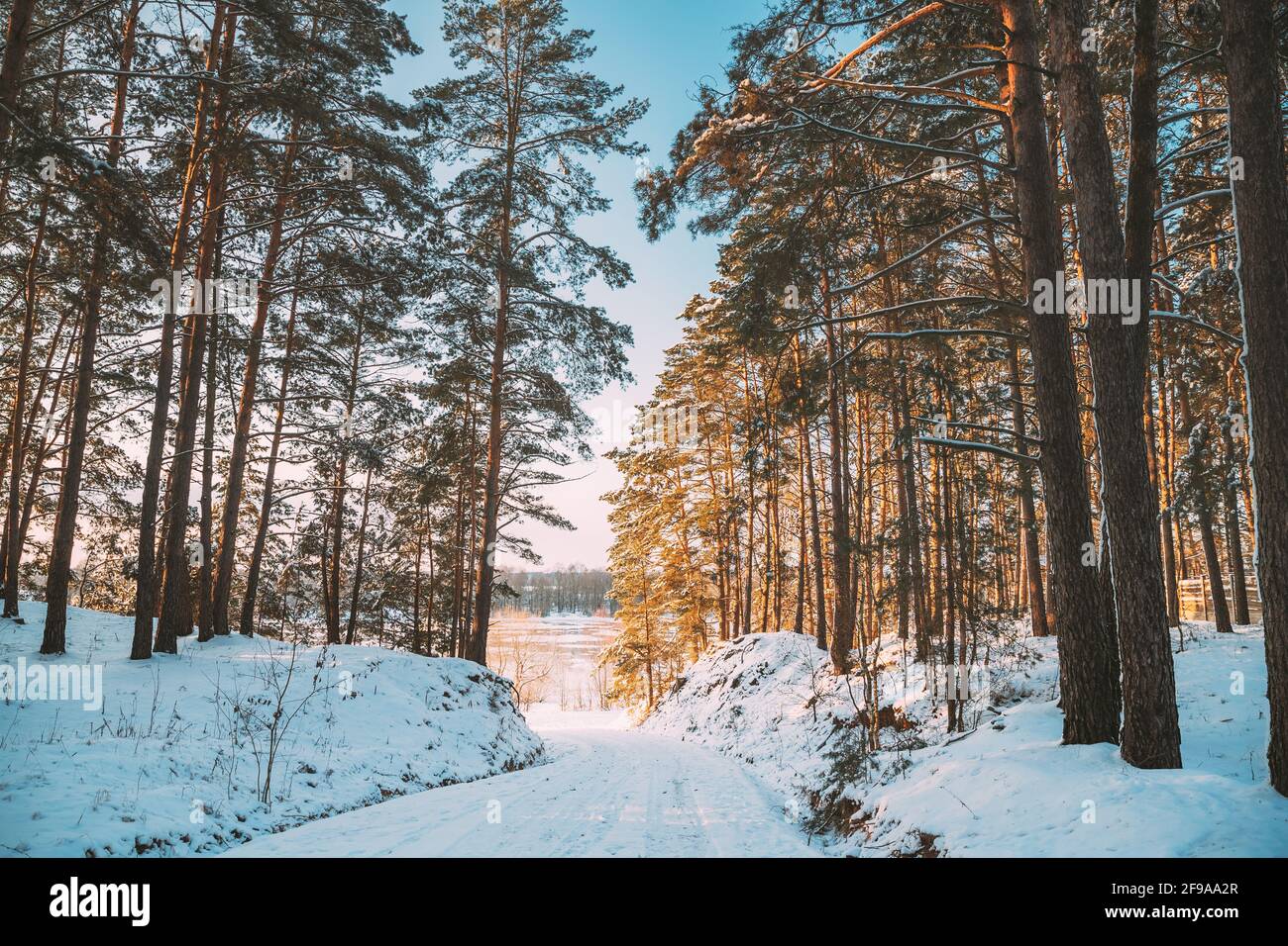 Country Road Through Snowy Winter Pine Forest. Winter Snowy Coniferous Forest Landscape. Beautiful Woods In Forest Landscape Stock Photo