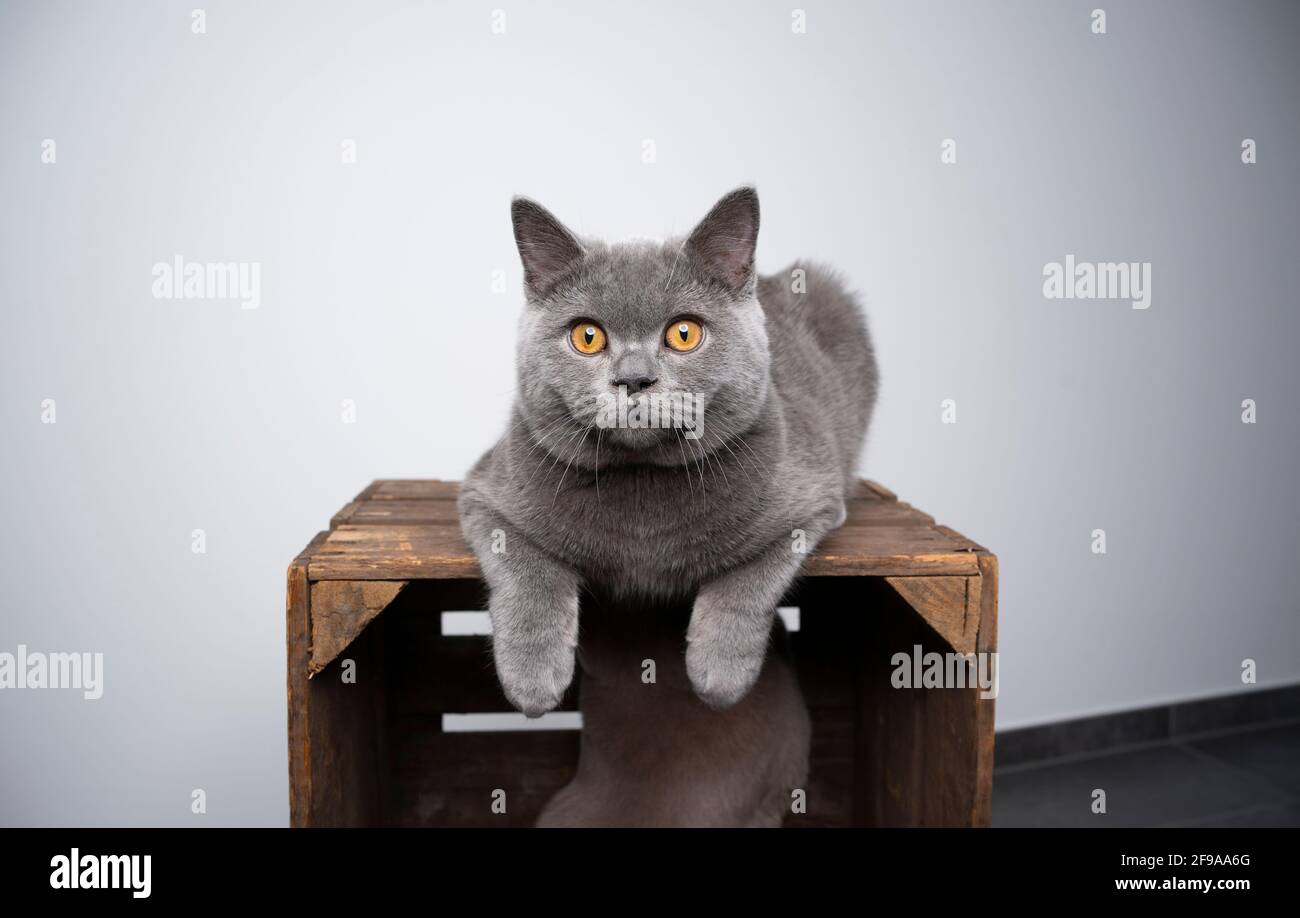 6 month old cute blue british shorthair kitten resting on top of wooden crate looking with copy space Stock Photo