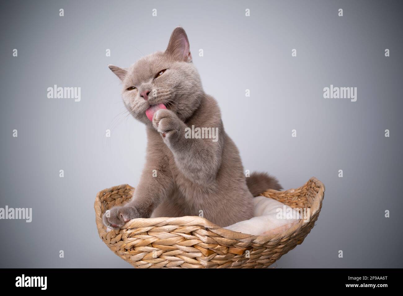 6 month old lilac british shorthair kitten sitting on scratching post grooming licking paw Stock Photo