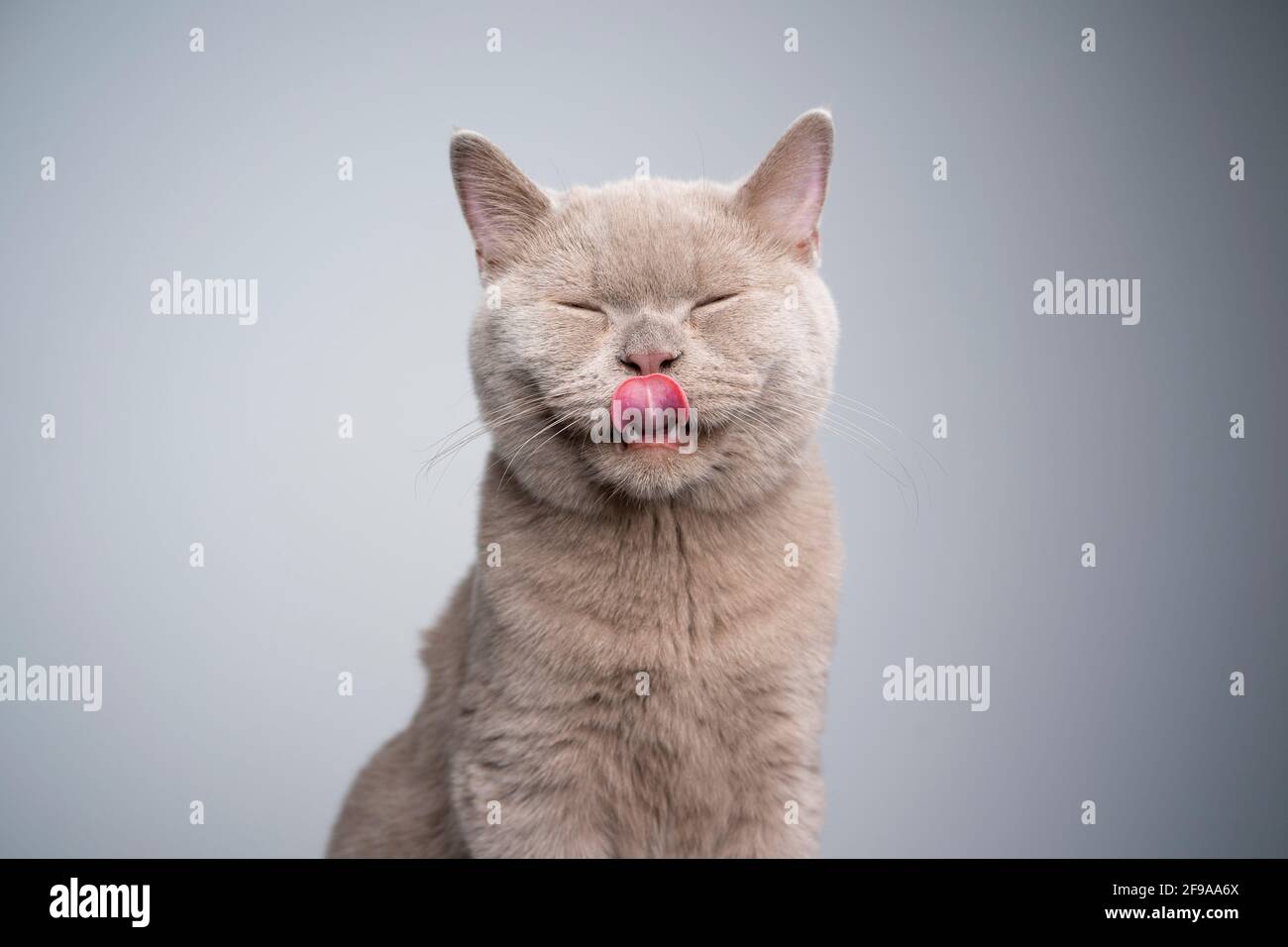 portrait of a hungry 6 month old lilac british shorthair kitten licking lips with eyes closed on gray background with copy space Stock Photo