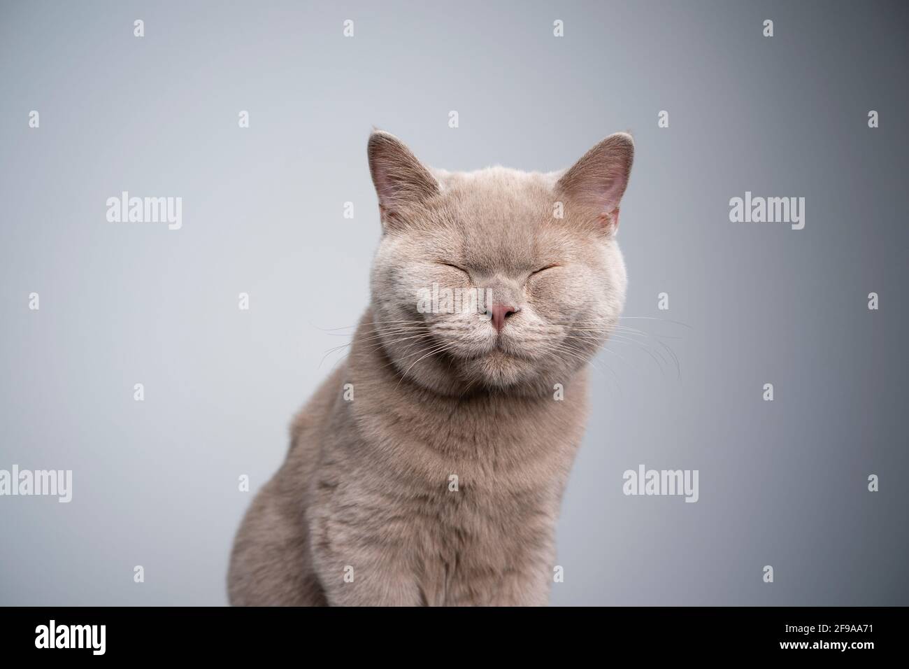 portrait of a 6 month old lilac british shorthair kitten with eyes closed on gray background with copy space Stock Photo