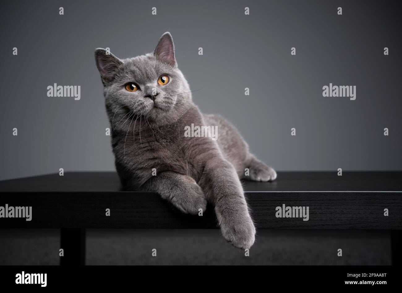 6 month old blue british shorthair kitten lying on front resting on wooden table looking curiously Stock Photo