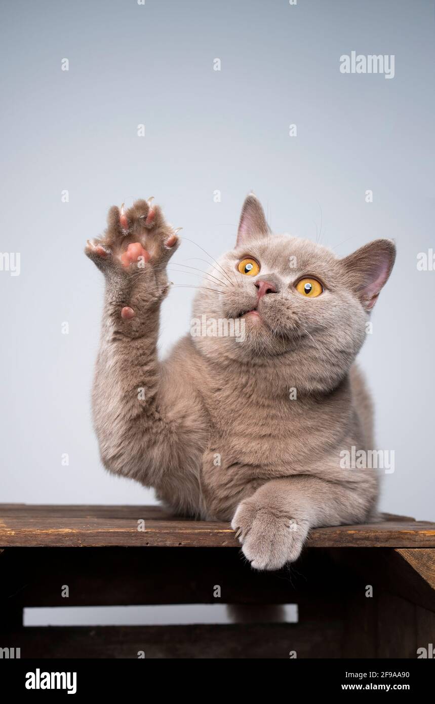 6 month old lilac british shorthair kitten playing raising paw with copy space Stock Photo