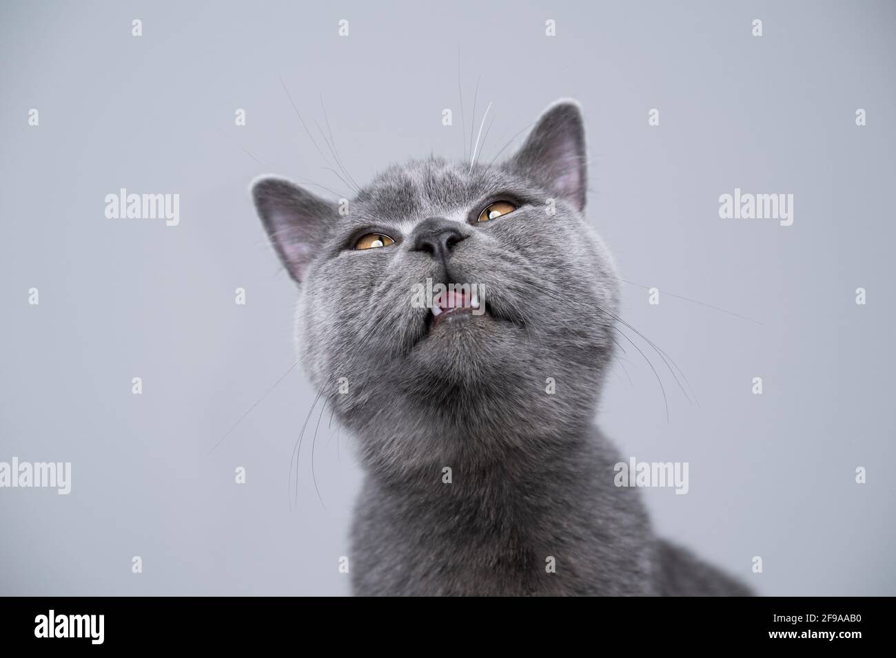 6 month old blue british shorthair kitten making silly face with copy space Stock Photo