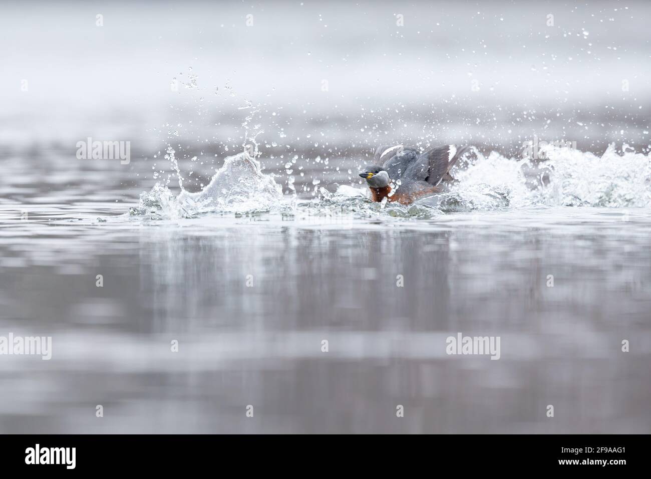 A red necked grebe (Podiceps grisegena) swimming and attacking in a lake. Stock Photo
