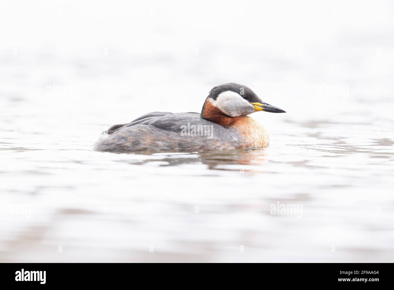 A red necked grebe (Podiceps grisegena) swimming in a lake in a high-key image. Stock Photo