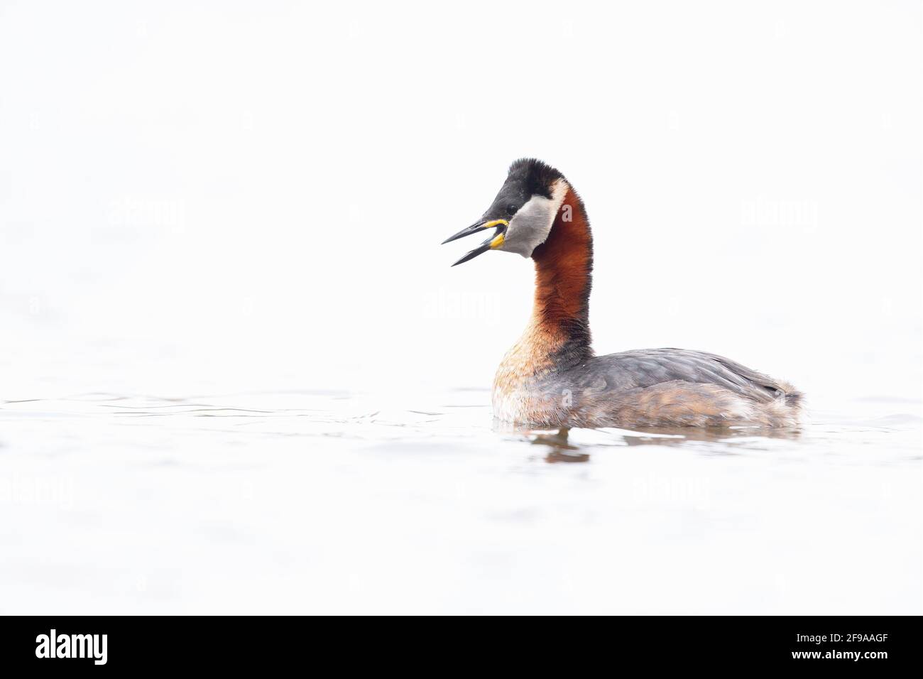 A red necked grebe (Podiceps grisegena) swimming in a lake in a high-key image. Stock Photo