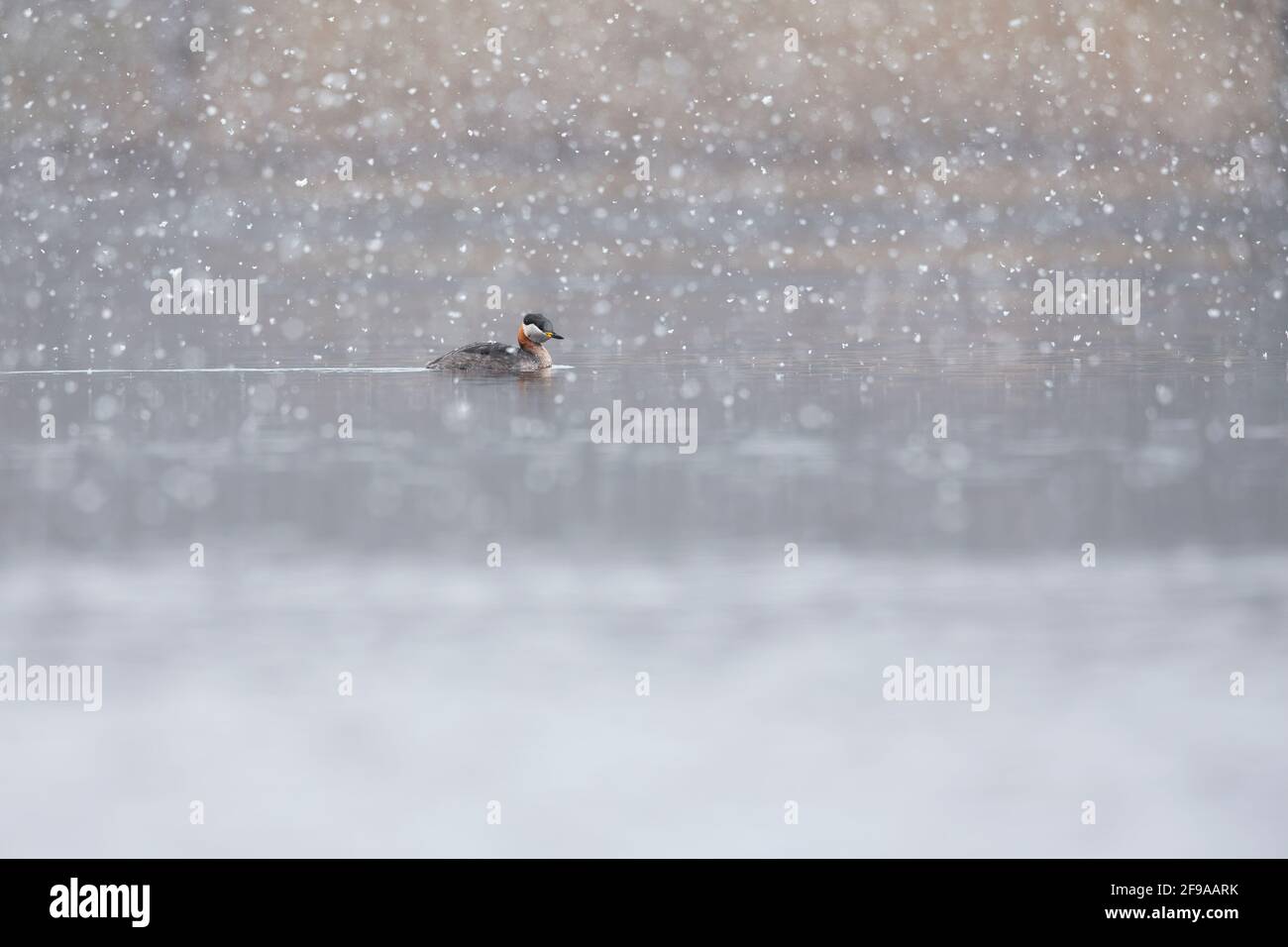A red necked grebe (Podiceps grisegena) swimming in a lake in a snowstorm. Stock Photo