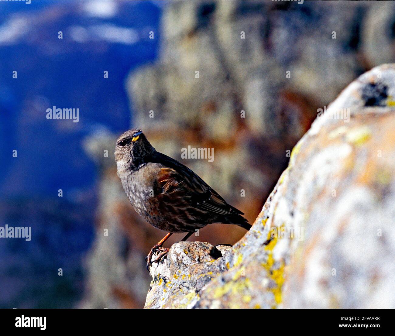 Sparrow, passero montano Stock Photo