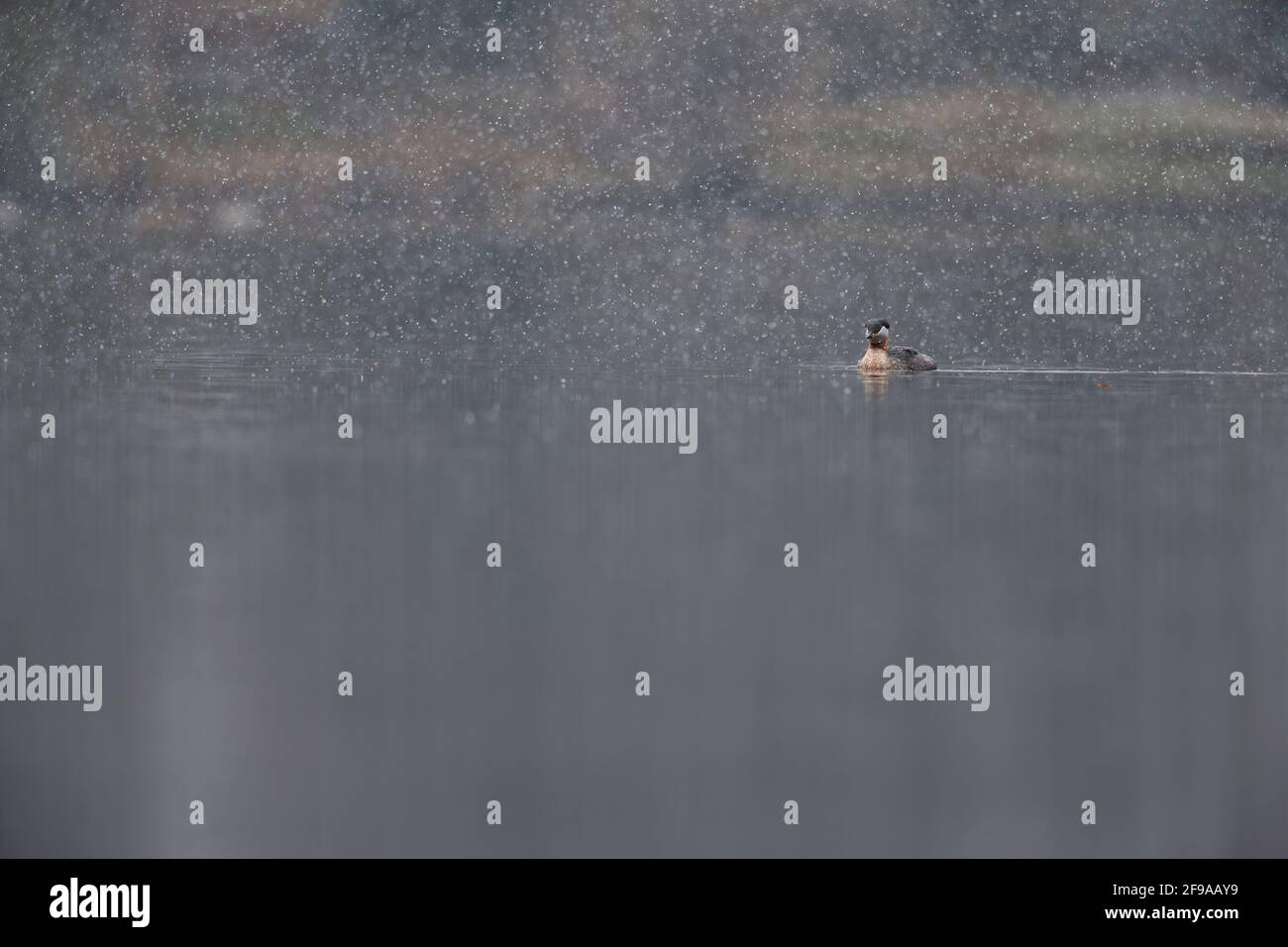 A red necked grebe (Podiceps grisegena) swimming in a lake in a snowstorm. Stock Photo