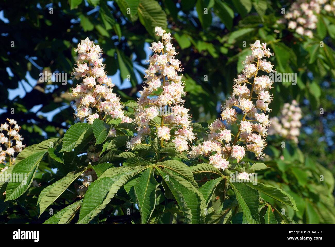Pollen allergy horse chestnut flowers (Aesculus hippocastanum Stock Photo Alamy