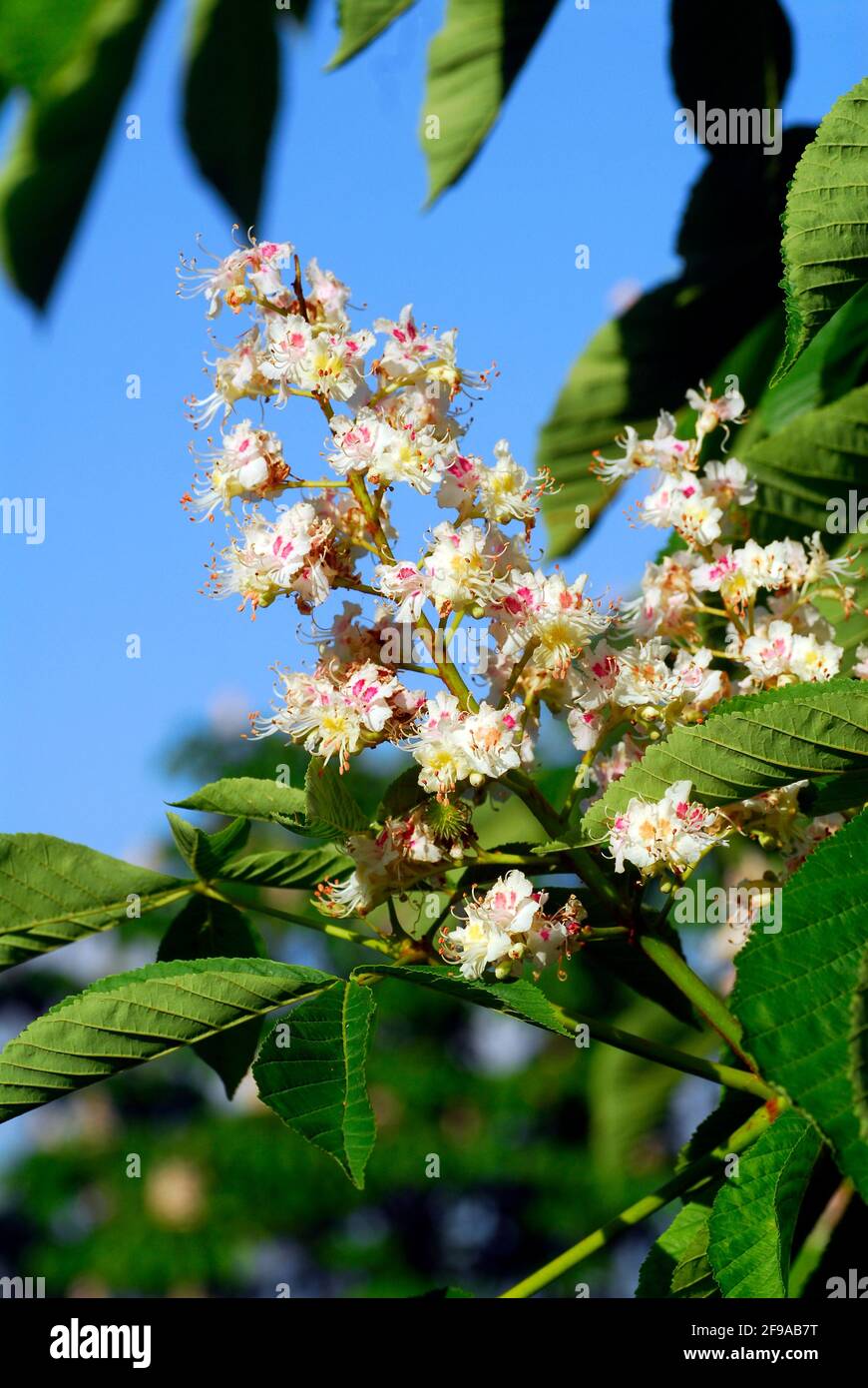 Pollen allergy horse chestnut flowers (Aesculus hippocastanum Stock