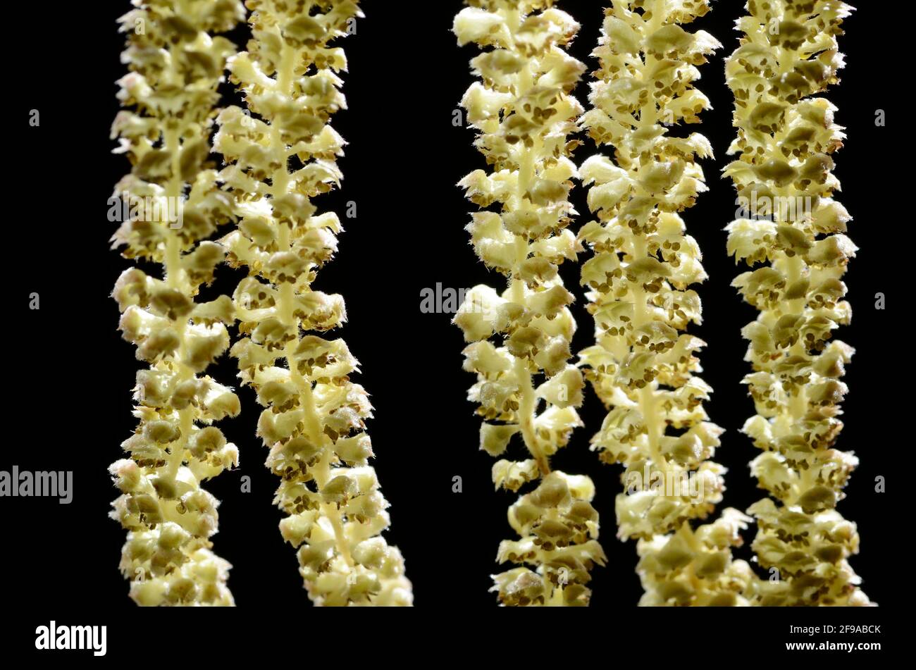 Pollen allergy hazelnut flowers (Corylus avellana Stock Photo Alamy