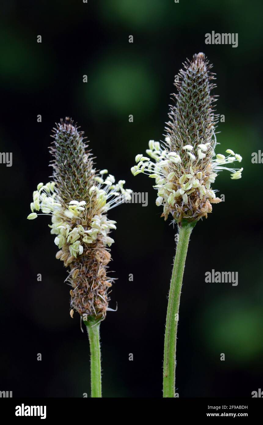Medicinal plants: Plantain (Plantago major), whose pollen causes allergies Stock Photo