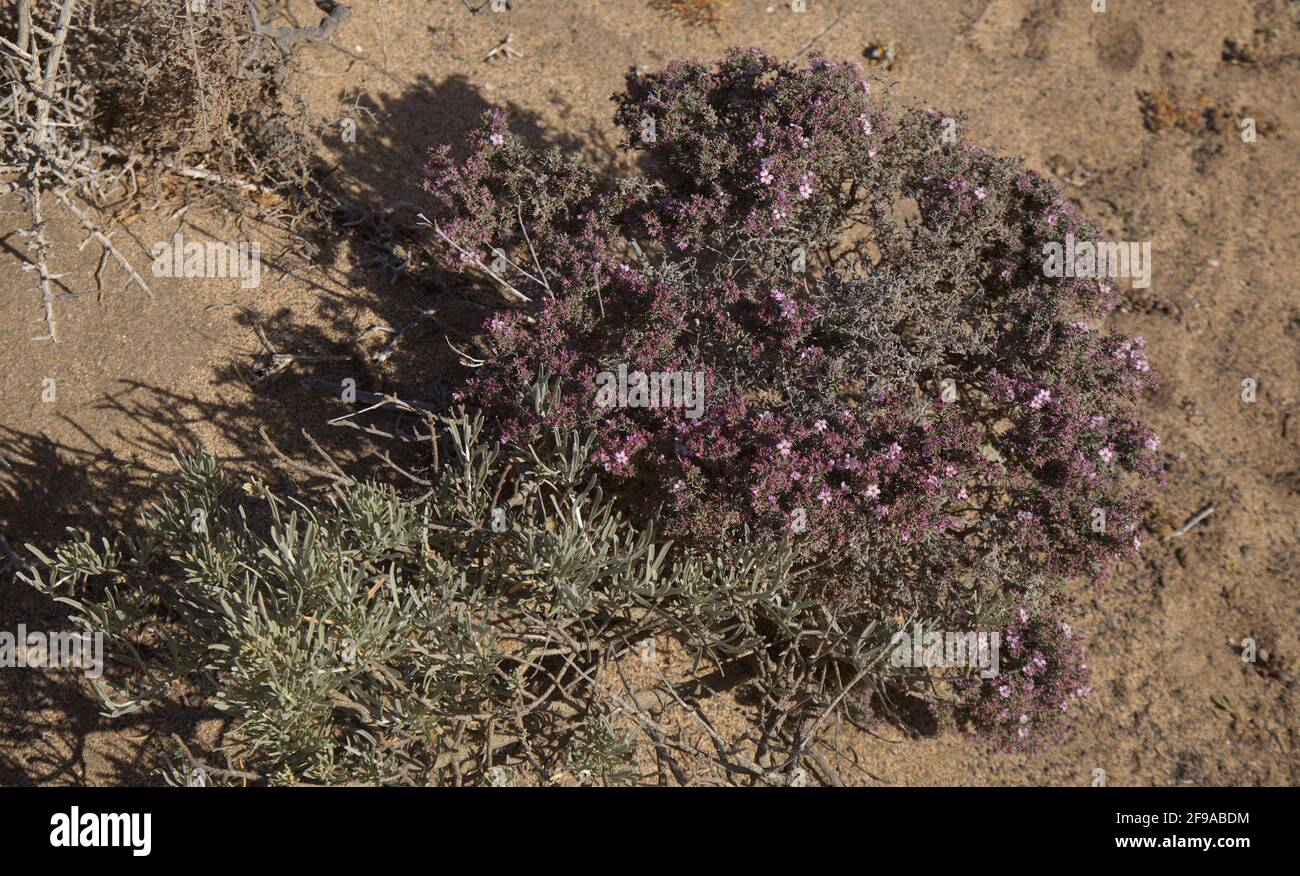 Flora of Gran Canaria - small pink flowers of Frankenia capitata, sea heath, locally called sea thyme, natural macro floral background Stock Photo