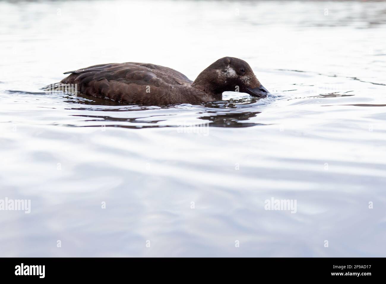 A female velvet scoter (Melanitta fusca) swimming along the waters edge of a lake photographed with a wide angle lens. Stock Photo
