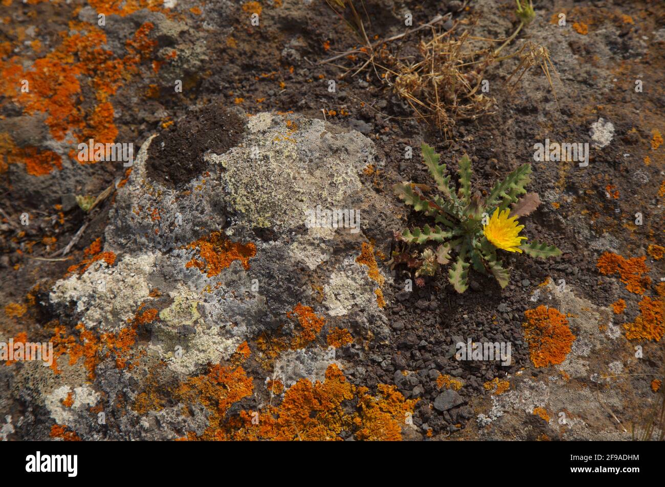Bright yellow orange Caloplaca marina aka Orange Sea Lichen on rock, recent rains revived the vegetative body, natural macro background Stock Photo