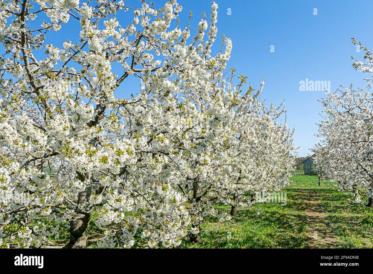 Cherry trees in full bloom Stock Photo - Alamy