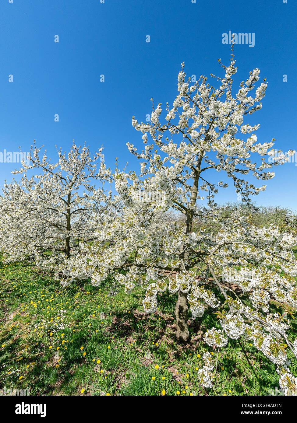 Cherry tree plantation hi-res stock photography and images - Alamy